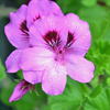 geranium