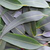 globulus