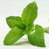 peppermint