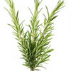 rosemary