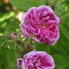 roseotto
