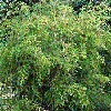 tetree