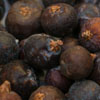 H_juniper