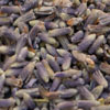 H_lavender