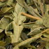 H_verbena